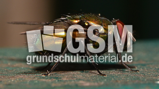 Schmeißfliege (15).jpg